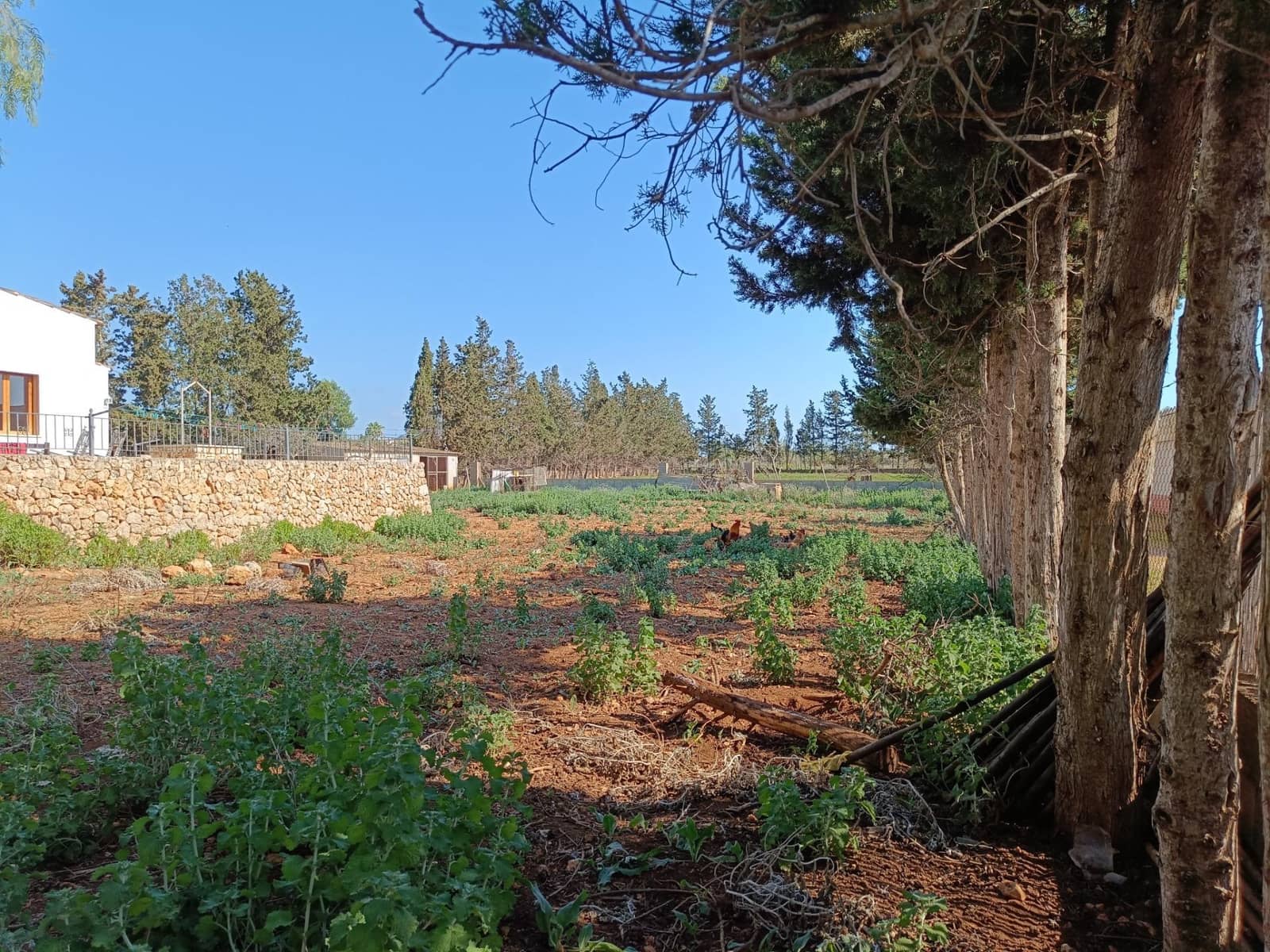 3 soveværelse Finca/Landehus til salg i Sant Llorenc des Cardassar med garage - € 450.000 (Ref: 9065301)