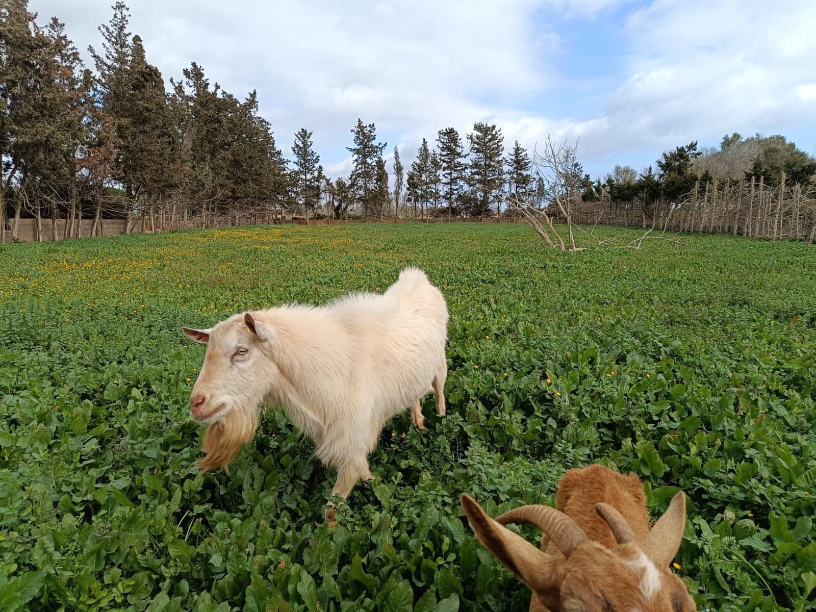 3 soveværelse Finca/Landehus til salg i Sant Llorenc des Cardassar med garage - € 450.000 (Ref: 9065301)