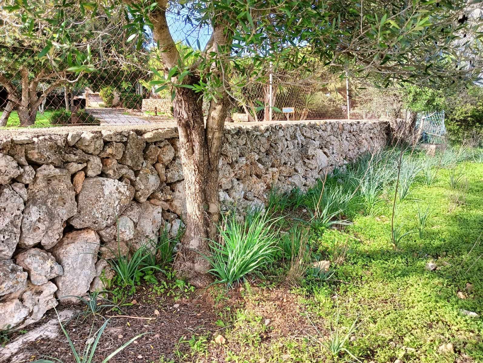 Byggegrund til salg i Manacor - € 369.900 (Ref: 9128334)