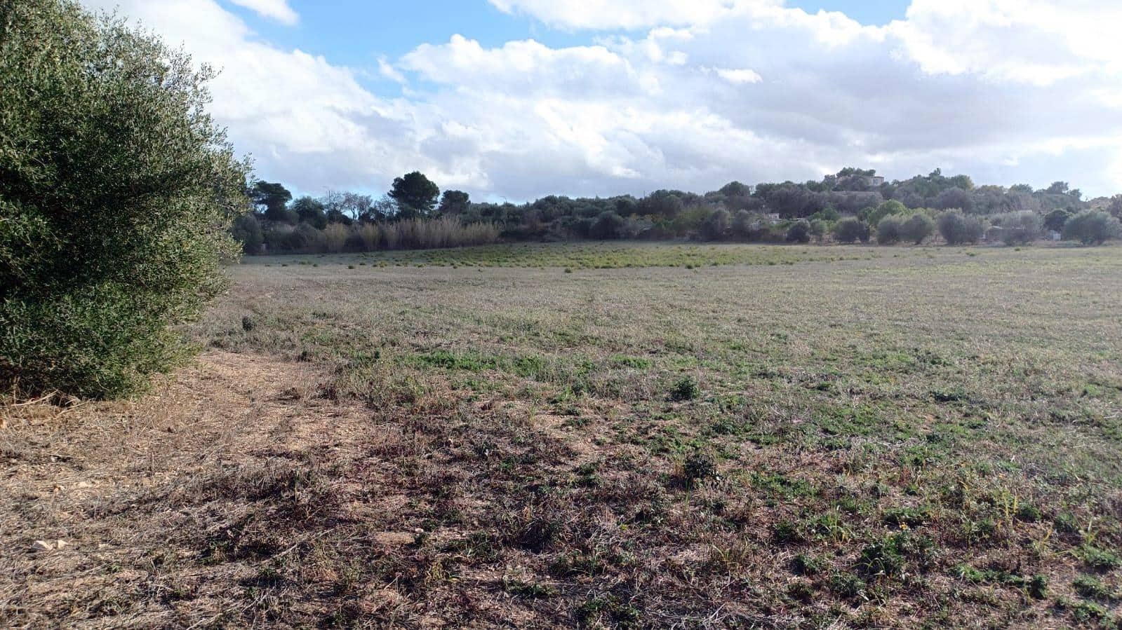 Byggetomt til salgs i Manacor - € 220 000 (Ref: 9145611)