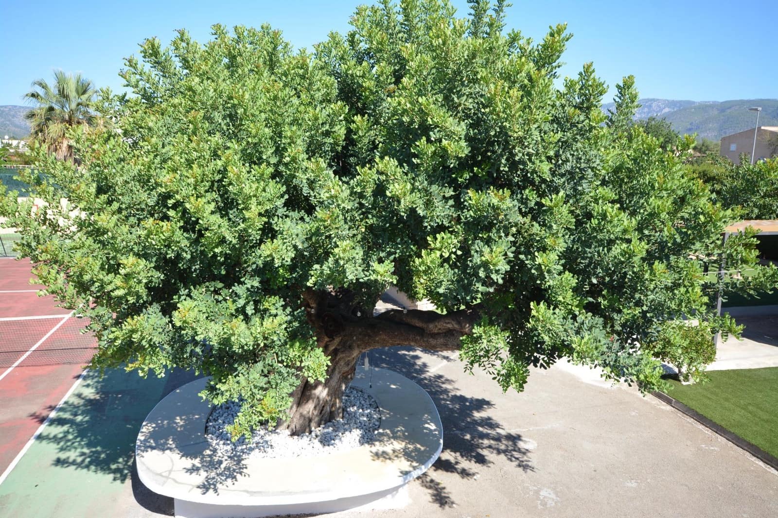 4 chambre Villa/Maison à vendre à El Pont d'Inca / Es Pont d'Inca avec piscine - 1 590 000 € (Ref: 9262675)