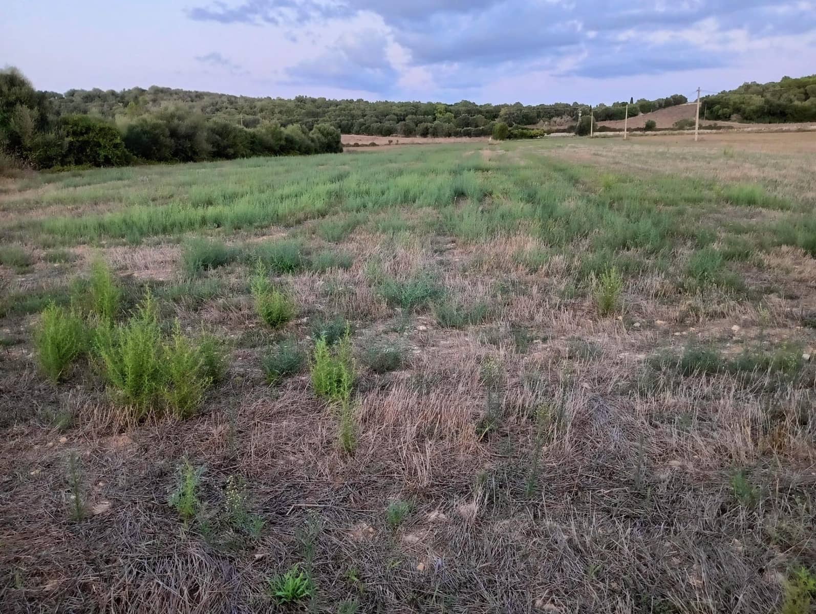 Rakentamaton maa myytävänä paikassa Manacor - 16 850 € (Ref: 9269823)