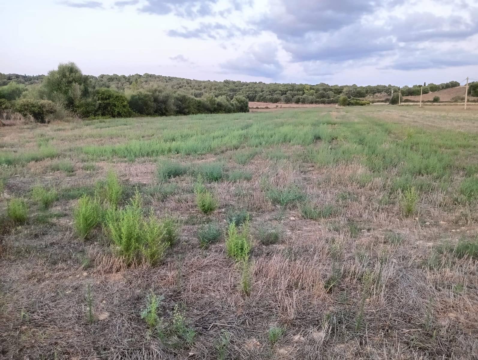 Rakentamaton maa myytävänä paikassa Manacor - 16 850 € (Ref: 9269823)