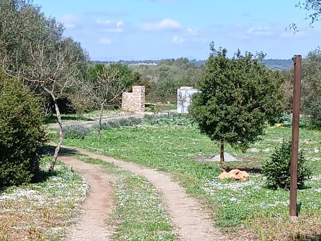 2 Zimmer Finca/Landgut zu verkaufen in Manacor - 675.000 € (Ref: 9686539)