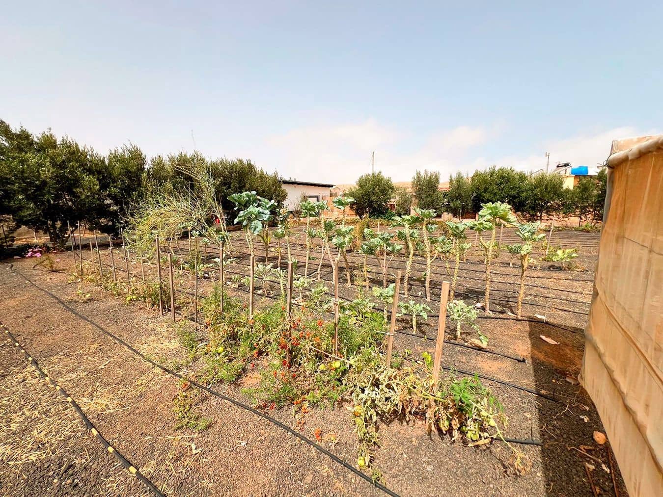 3 soveværelse Villa til salg i Llanos de la Concepcion med garage - € 650.000 (Ref: 8449924)