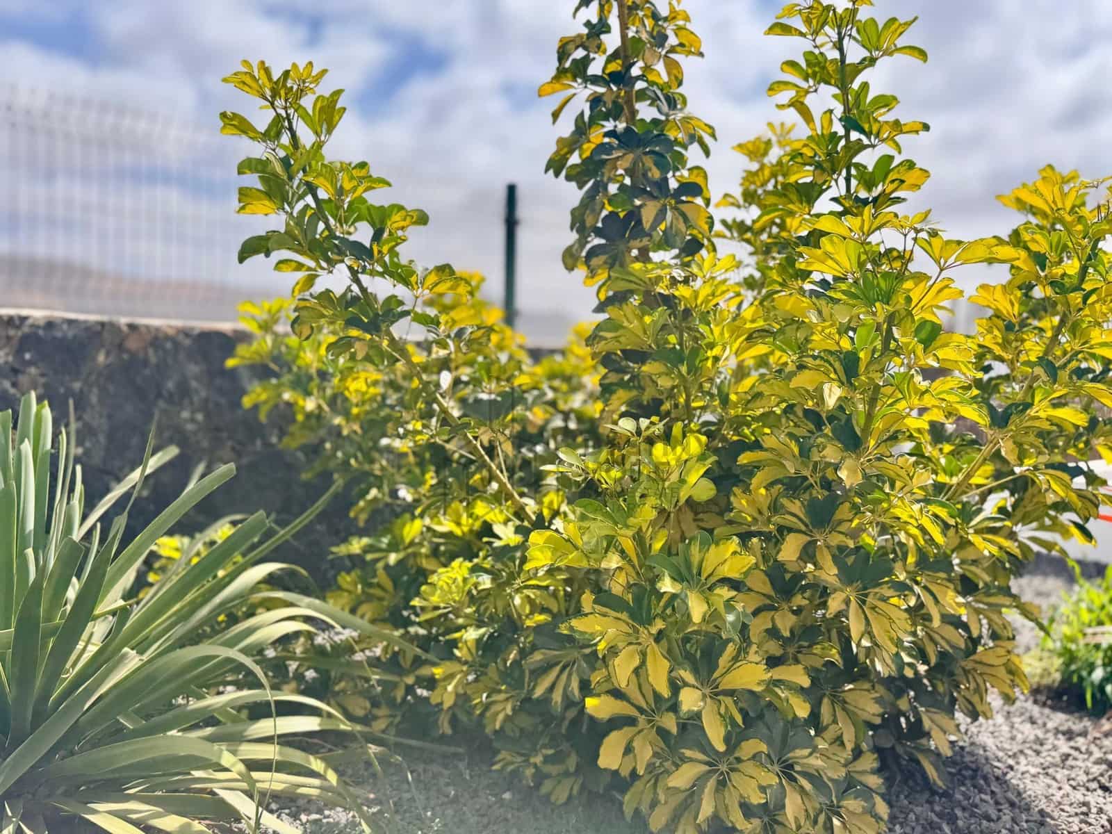 3 makuuhuone Huvila myytävänä paikassa La Oliva - 675 000 € (Ref: 9533314)