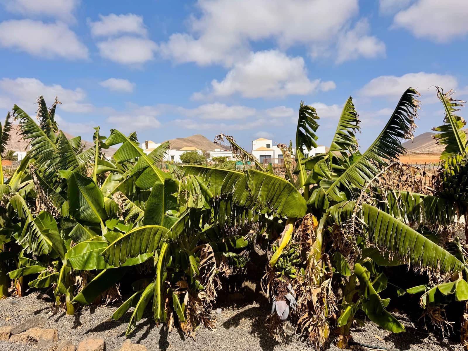 3 makuuhuone Huvila myytävänä paikassa La Oliva - 675 000 € (Ref: 9533314)