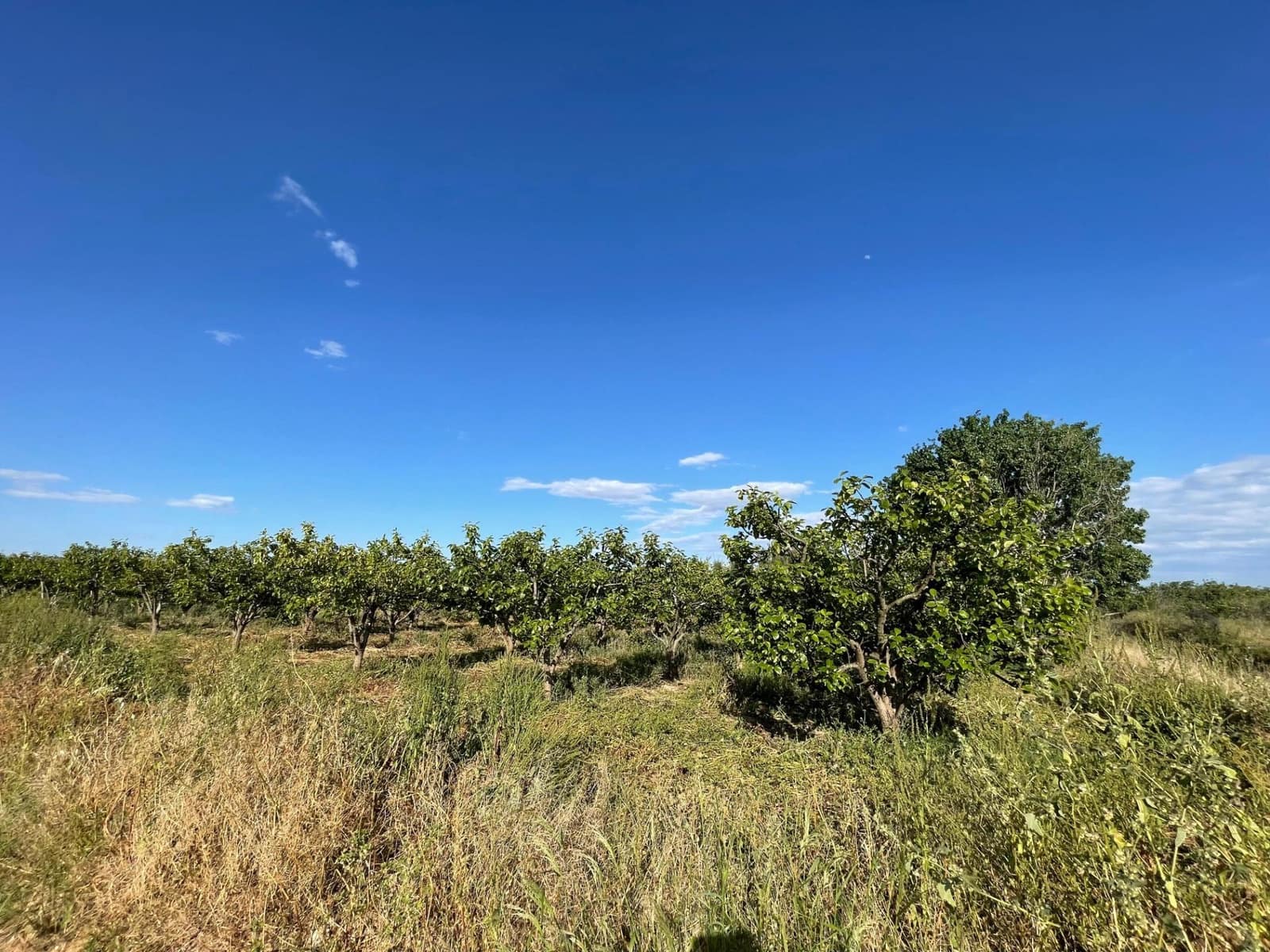 Terreno Não Urbanizado para venda em Benimodo - 6 000 € (Ref: 9360161)