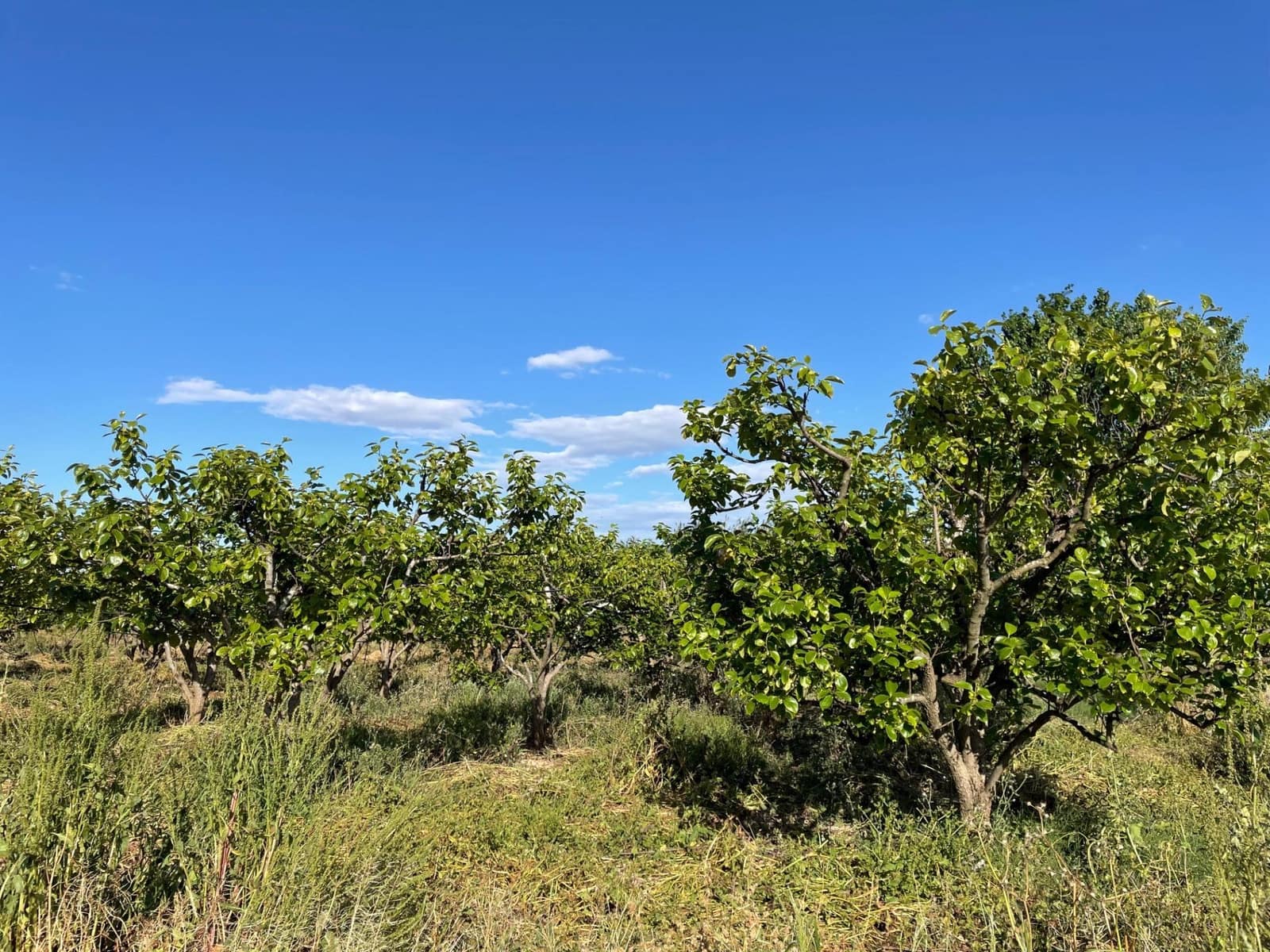 Terreno Não Urbanizado para venda em Benimodo - 6 000 € (Ref: 9360161)