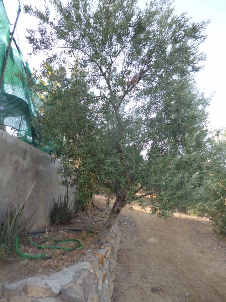 Grunde uden byggetilladelser til salg i Olvera - € 95.000 (Ref: 2695285)