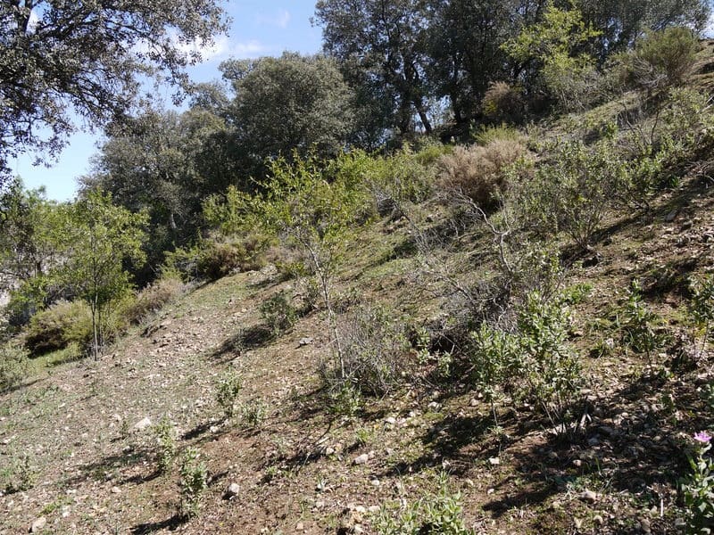 Grunde uden byggetilladelser til salg i Fuente del Conde - € 27.500 (Ref: 3010720)