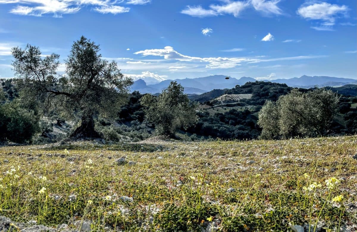 6 soveværelse Finca/Landehus til salg i Olvera med swimmingpool - € 450.000 (Ref: 5130539)