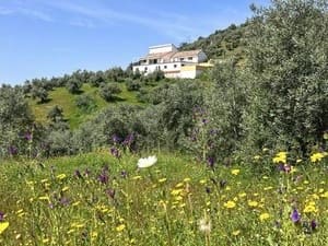 6 sypialnia Finka/Dom wiejski na sprzedaż w Montoro z basenem garażem - 295 000 € (Ref: 6230732)