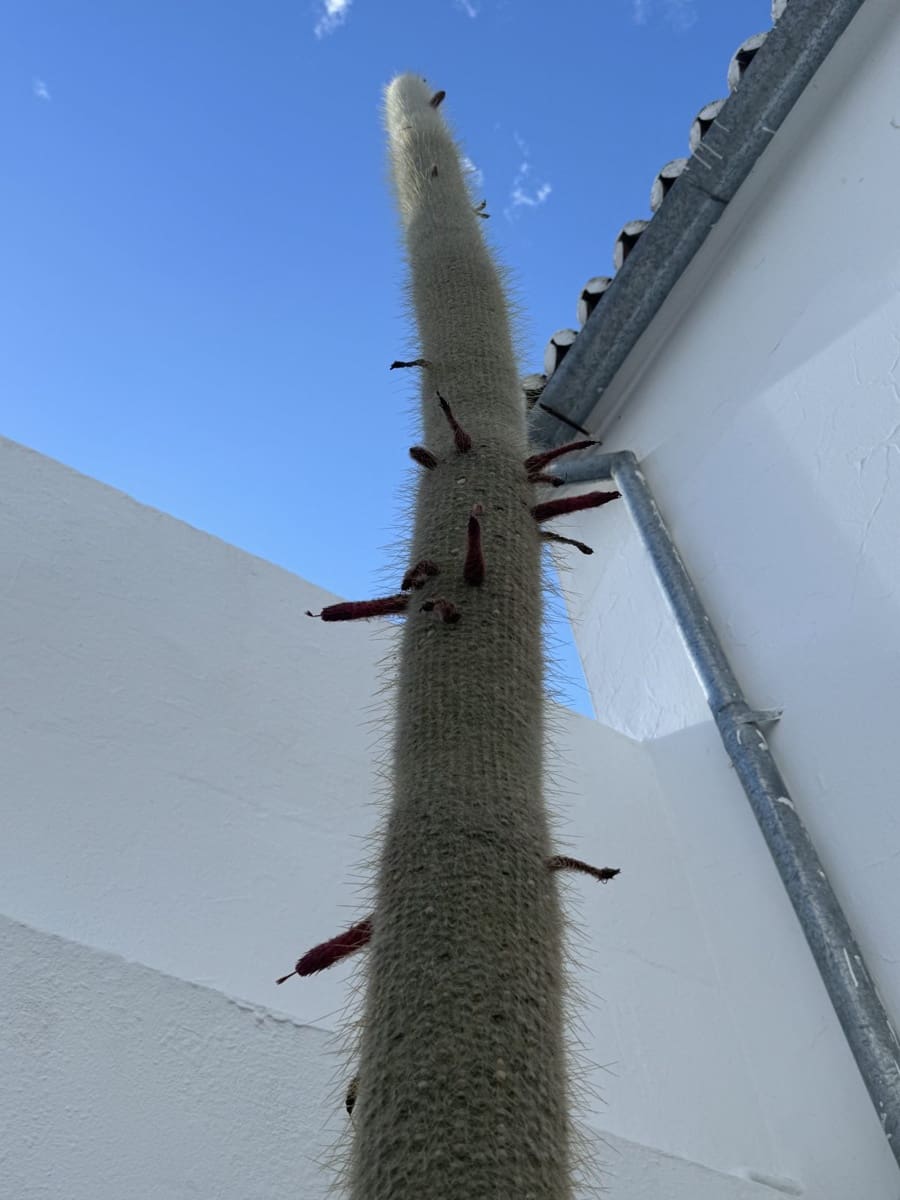 3 chambre Maison de Ville à vendre à Olvera - 60 000 € (Ref: 8605400)