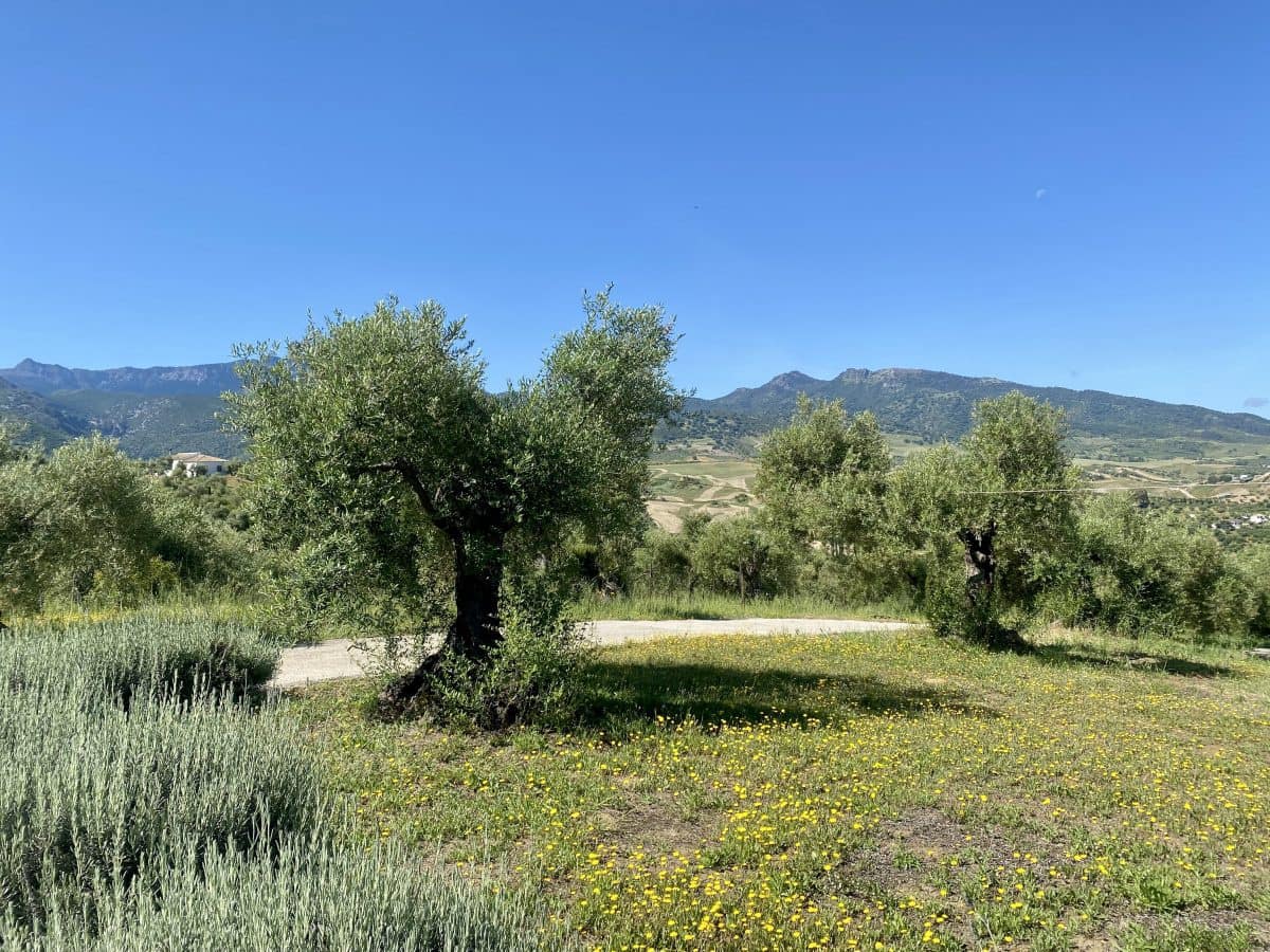 2 soveværelse Finca/Landehus til salg i Algodonales med swimmingpool - € 395.000 (Ref: 9000612)