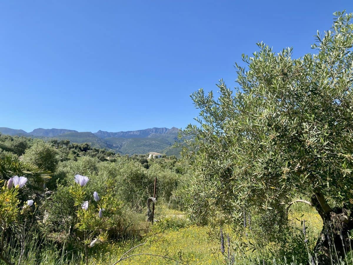 2 soveværelse Finca/Landehus til salg i Algodonales med swimmingpool - € 395.000 (Ref: 9000612)