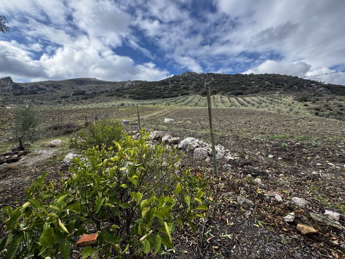 4 chambre Finca/Maison de Campagne à vendre à Montecorto - 599 999 € (Ref: 9517861)