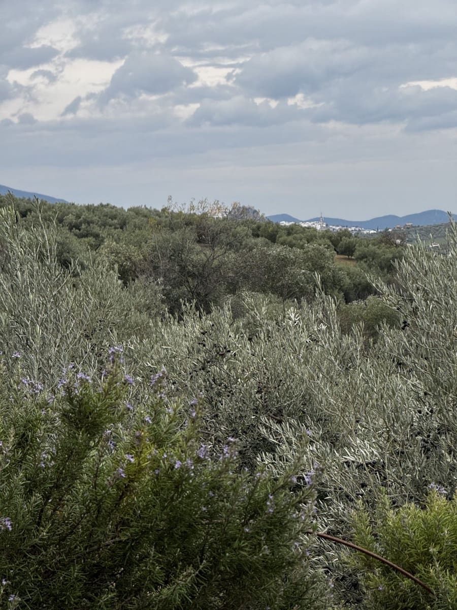 4 quarto Moradia para venda em Olvera com piscina - 599 000 € (Ref: 9517862)