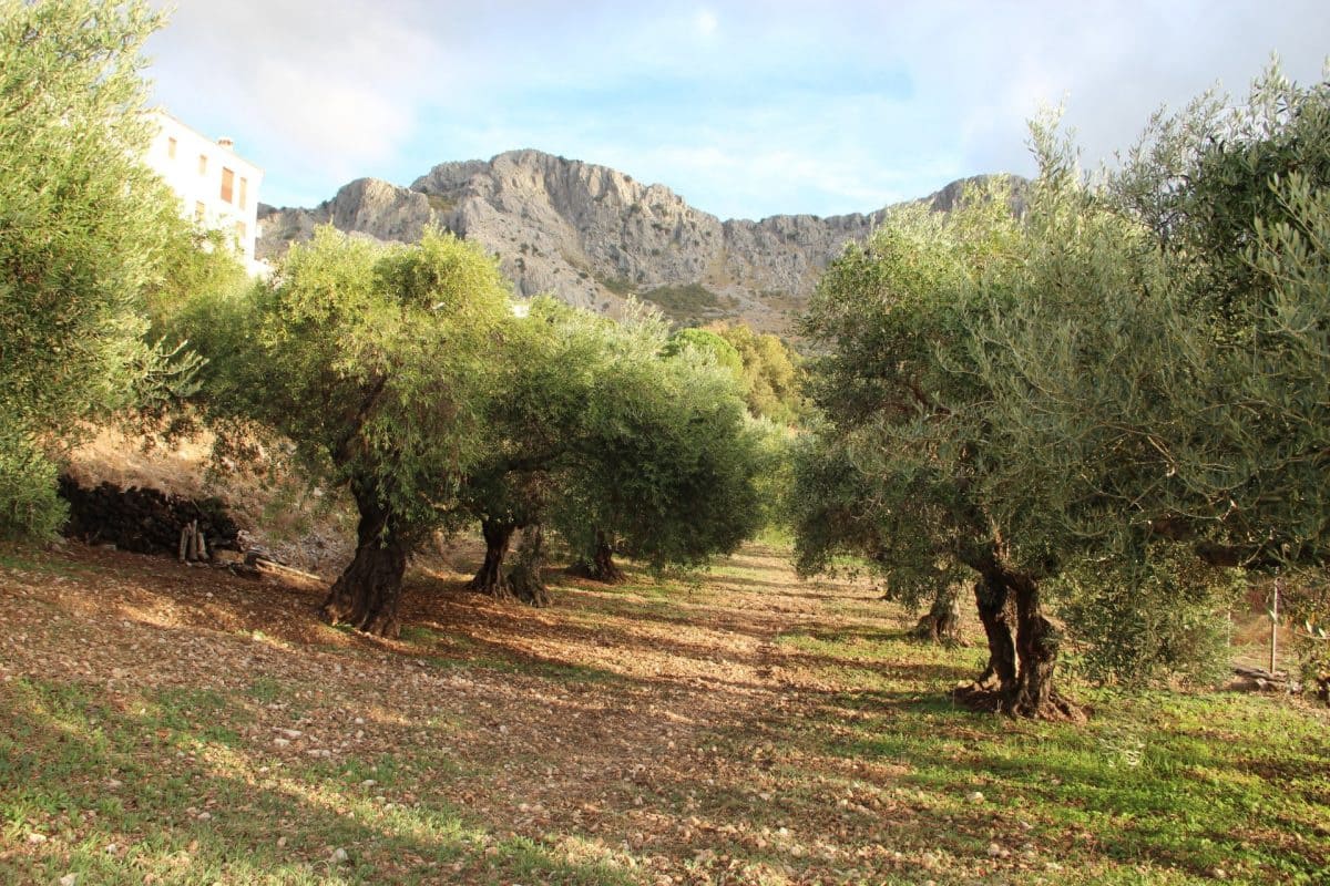 4 Zimmer Finca/Landgut zu verkaufen in Benaocaz - 360.000 € (Ref: 9669095)