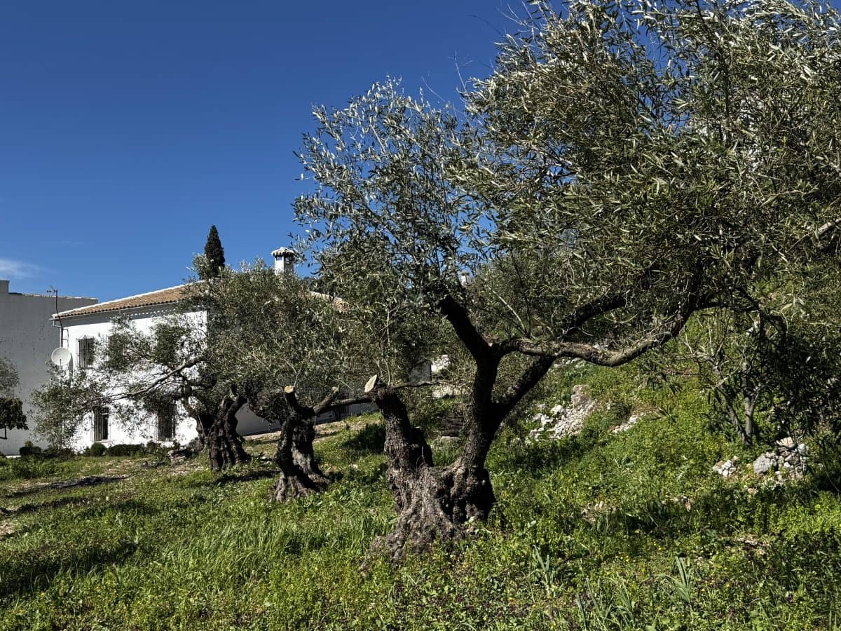 4 bedroom Finca/Country House for sale in Benaocaz - € 360,000 (Ref: 9669095)