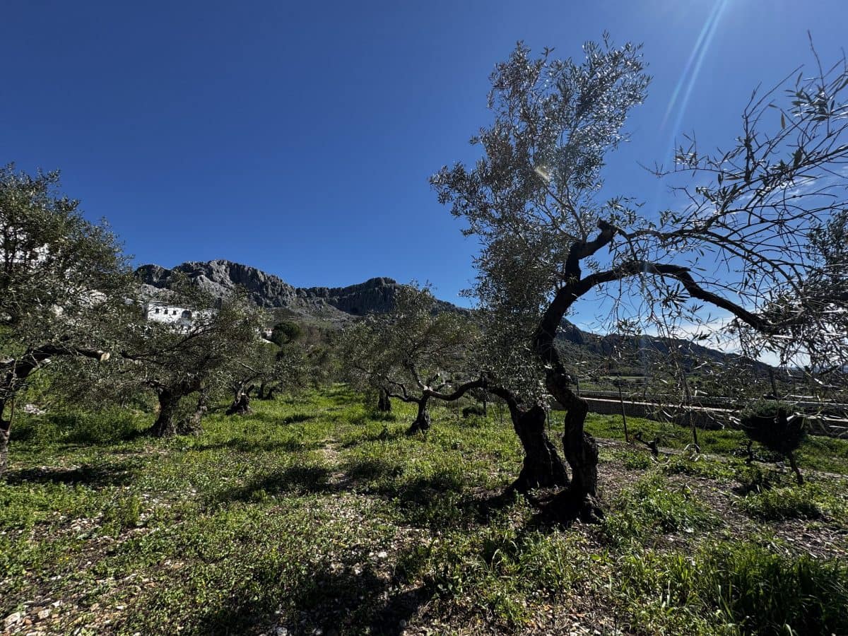 4 bedroom Finca/Country House for sale in Benaocaz - € 360,000 (Ref: 9669095)