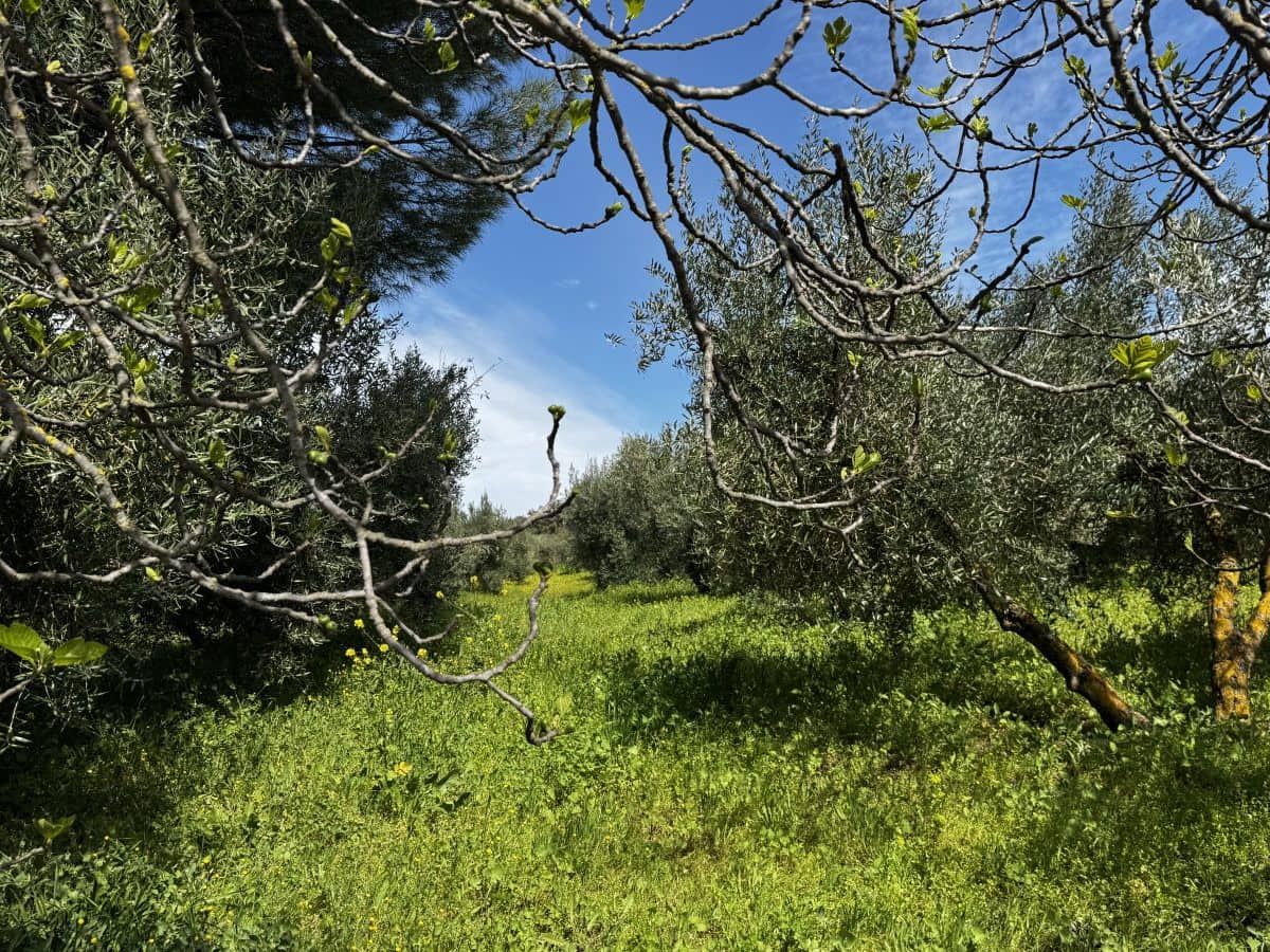 8 soveværelse Finca/Landehus til salg i Setenil de las Bodegas - € 435.000 (Ref: 9747270)