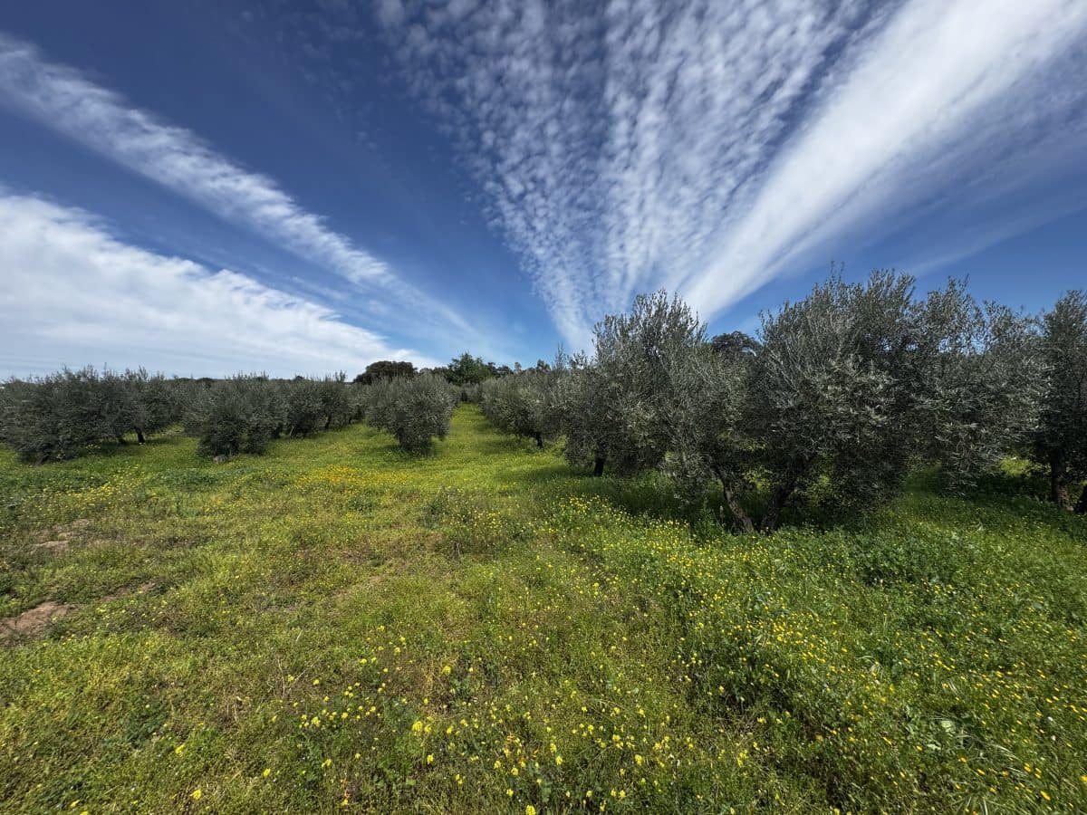 8 soveværelse Finca/Landehus til salg i Setenil de las Bodegas - € 435.000 (Ref: 9747270)