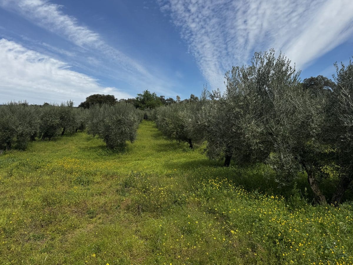 8 soveværelse Finca/Landehus til salg i Setenil de las Bodegas - € 435.000 (Ref: 9747270)