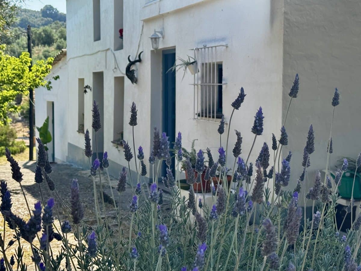2 Zimmer Finca/Landgut zu verkaufen in Algodonales mit Pool - 399.995 € (Ref: 9905161)