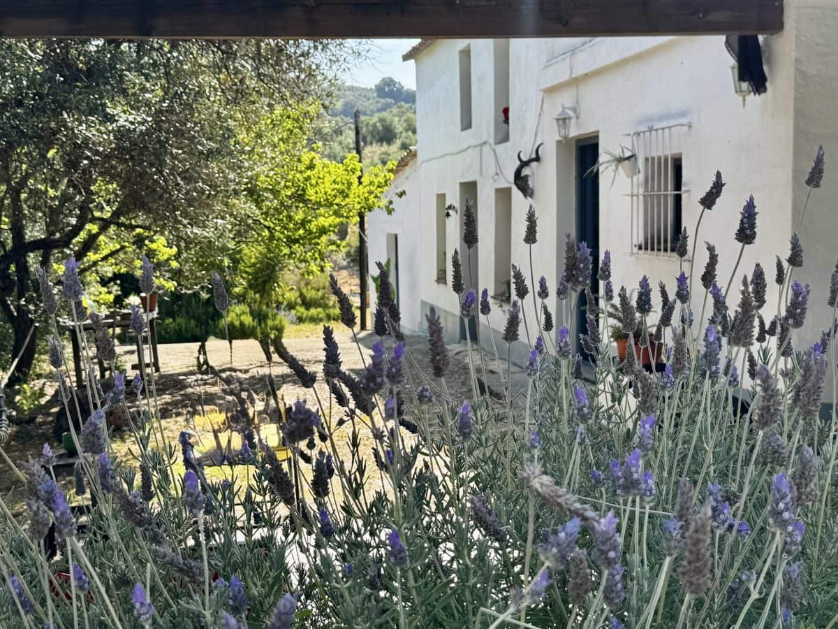 2 Zimmer Finca/Landgut zu verkaufen in Algodonales mit Pool - 399.995 € (Ref: 9905161)