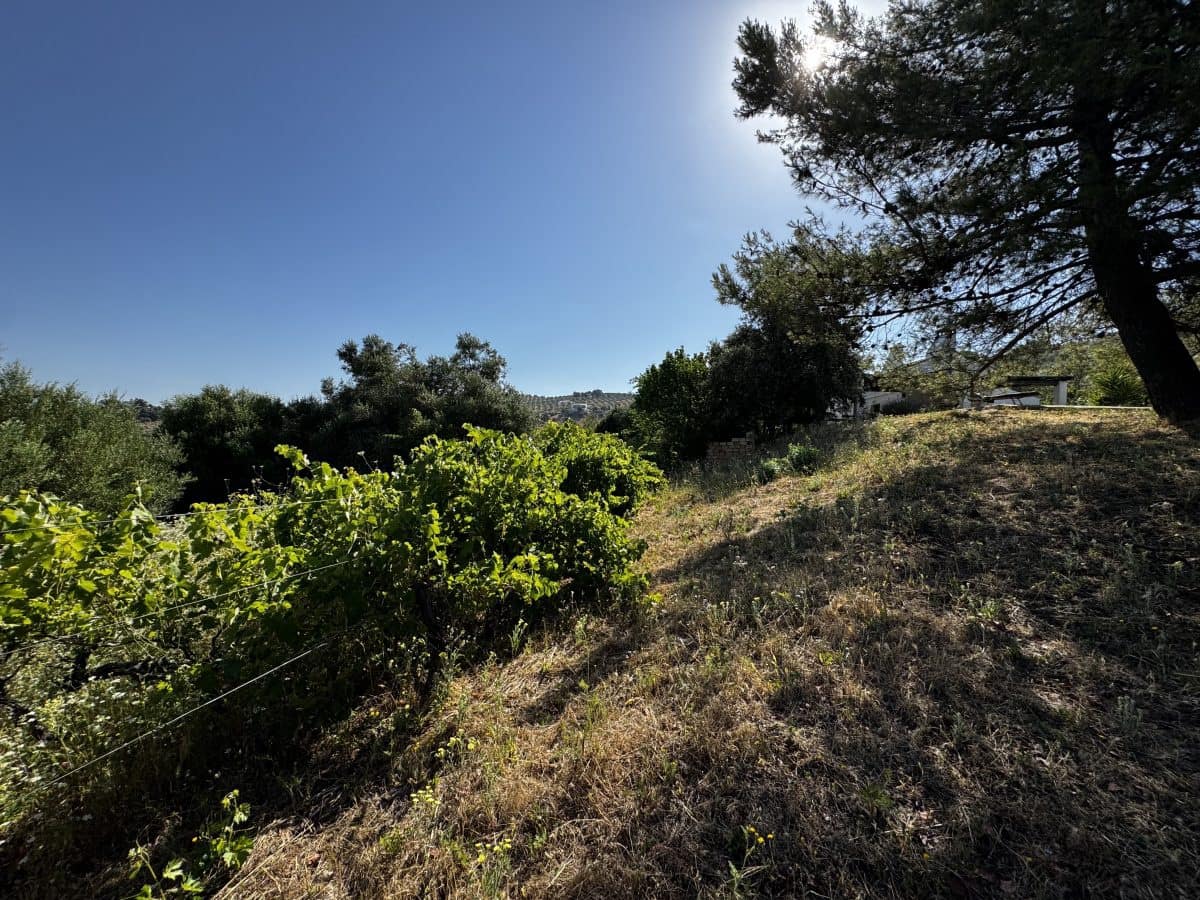 2 Zimmer Finca/Landgut zu verkaufen in Algodonales mit Pool - 399.995 € (Ref: 9905161)
