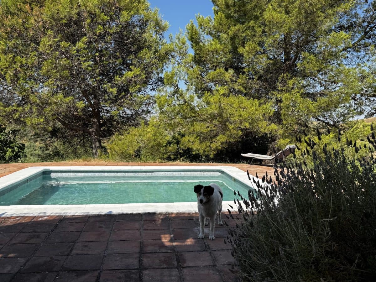 2 Zimmer Finca/Landgut zu verkaufen in Algodonales mit Pool - 399.995 € (Ref: 9905161)
