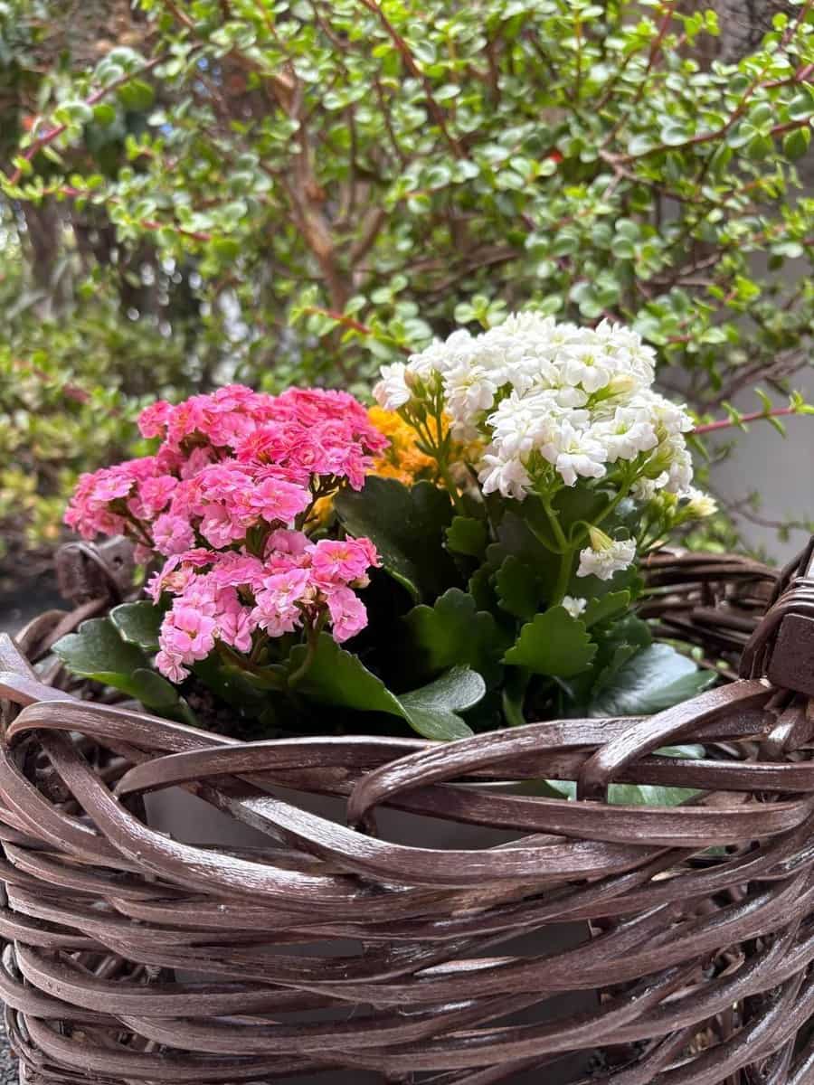 4 soveværelse Villa til salg i Arrecife - € 749.000 (Ref: 9107142)