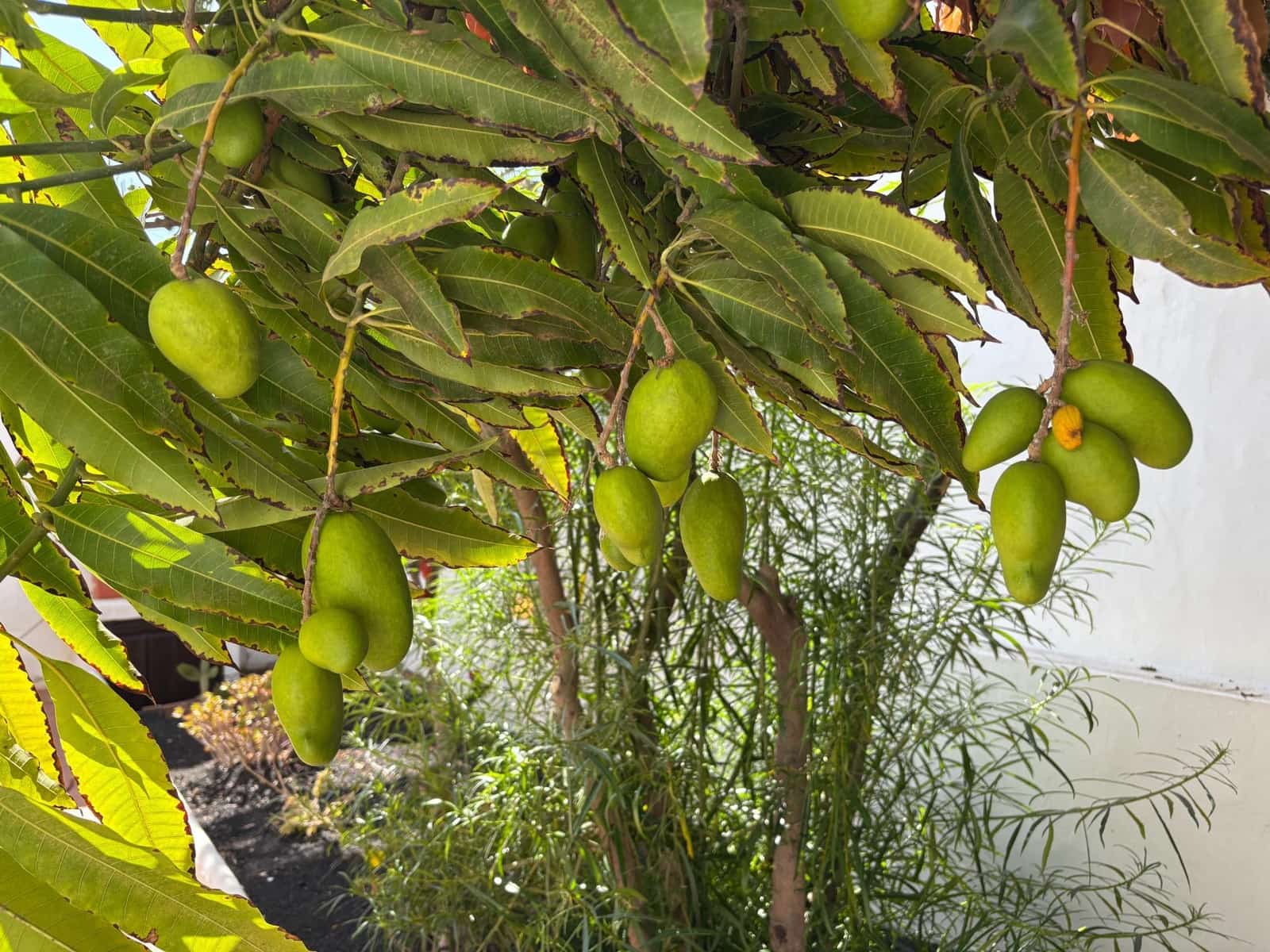 4 soveværelse Villa til salg i Arrecife - € 749.000 (Ref: 9107142)