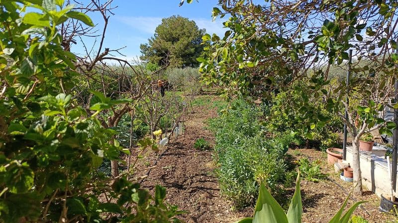 3 slaapkamer Finca/Landhuis te koop in Crevillente / Crevillent met zwembad garage - € 305.000 (Ref: 9691593)