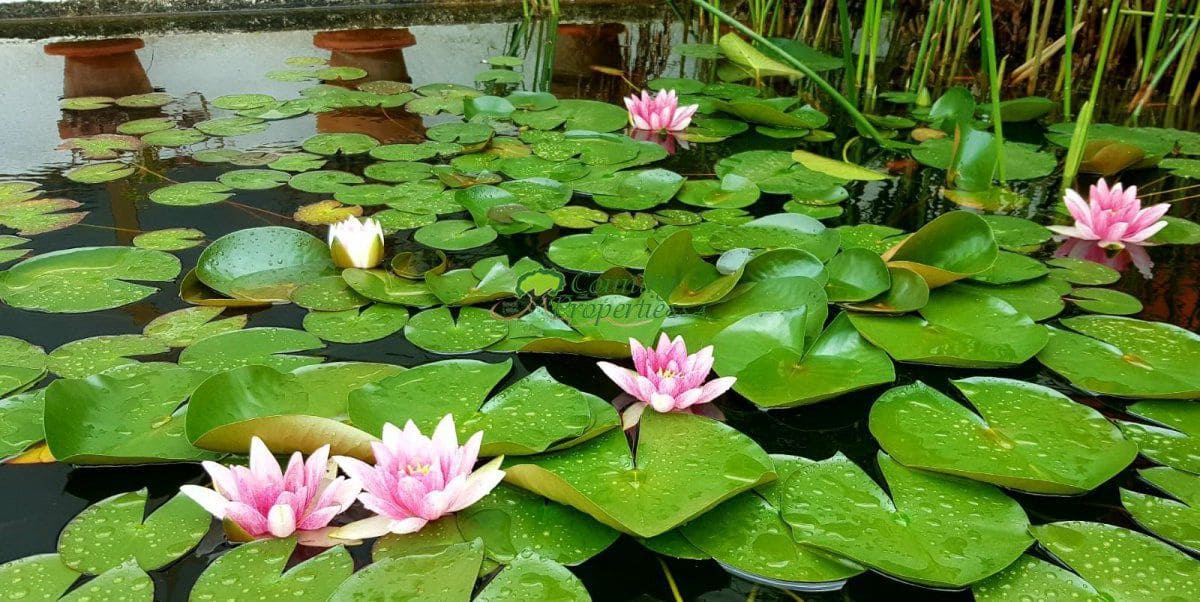 7 sypialnia Finka/Dom wiejski na sprzedaż w Torrox - 880 000 € (Ref: 6611458)