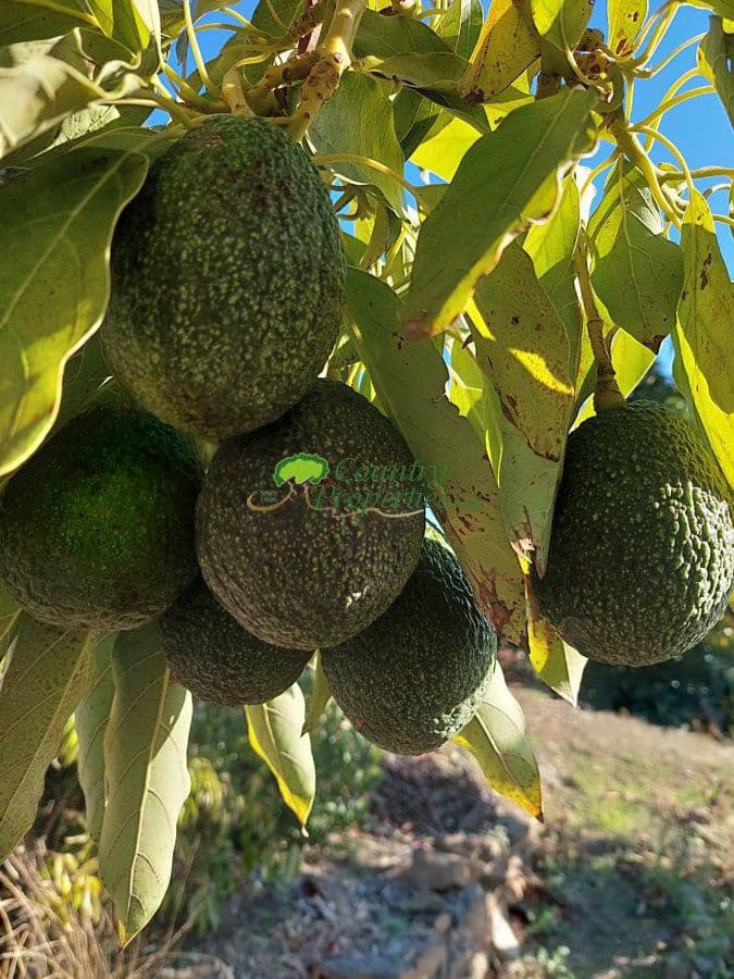 7 soveværelse Virksomhed til salg i Torrox - € 880.000 (Ref: 6611459)