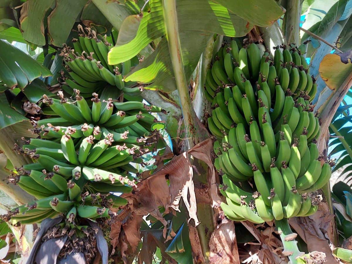 7 soveværelse Virksomhed til salg i Torrox - € 880.000 (Ref: 6611459)