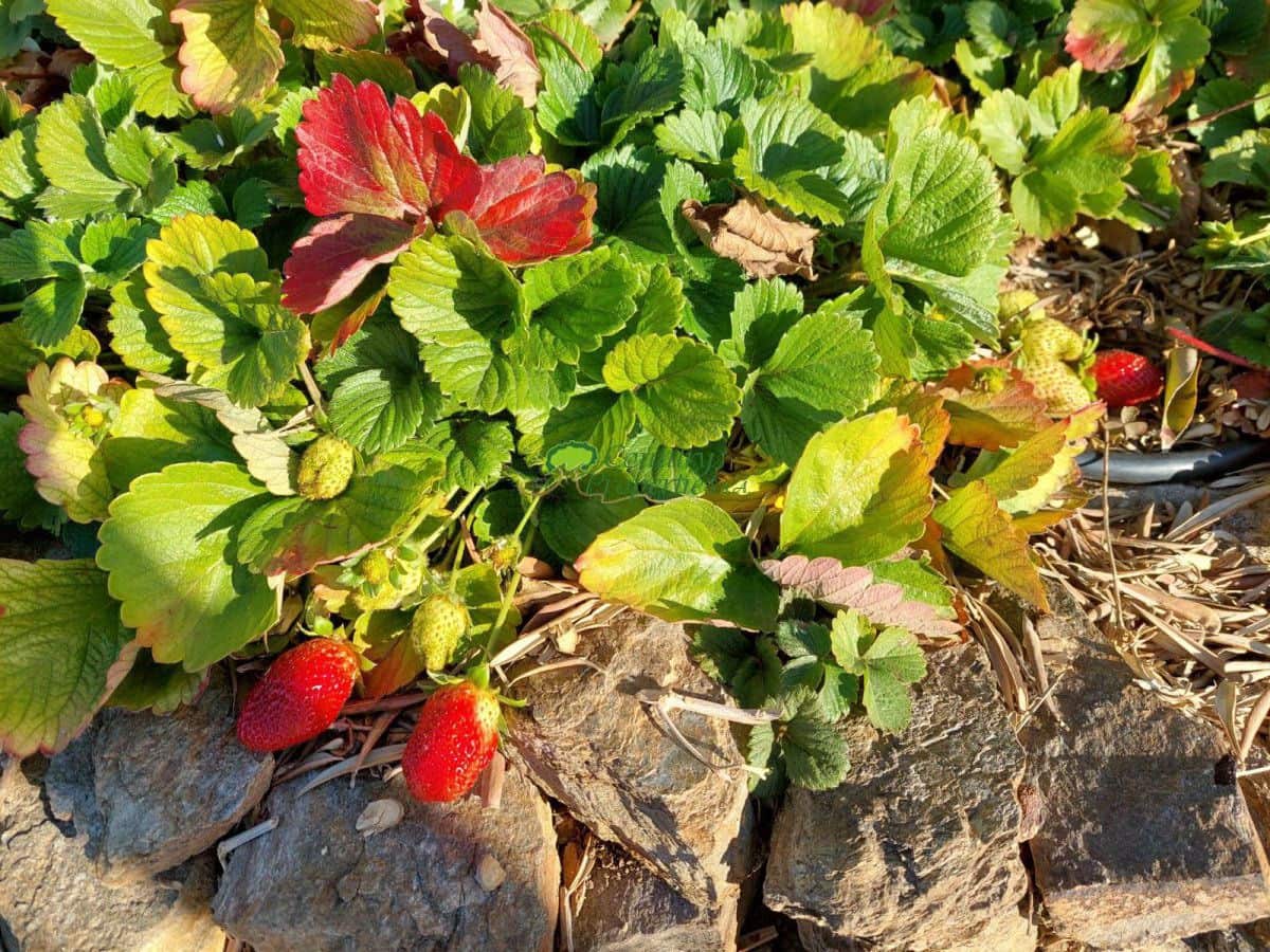 7 soveværelse Virksomhed til salg i Torrox - € 880.000 (Ref: 6611459)