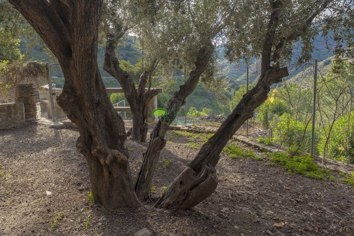 6 Zimmer Finca/Landgut zu verkaufen in Sayalonga - 690.000 € (Ref: 6876691)