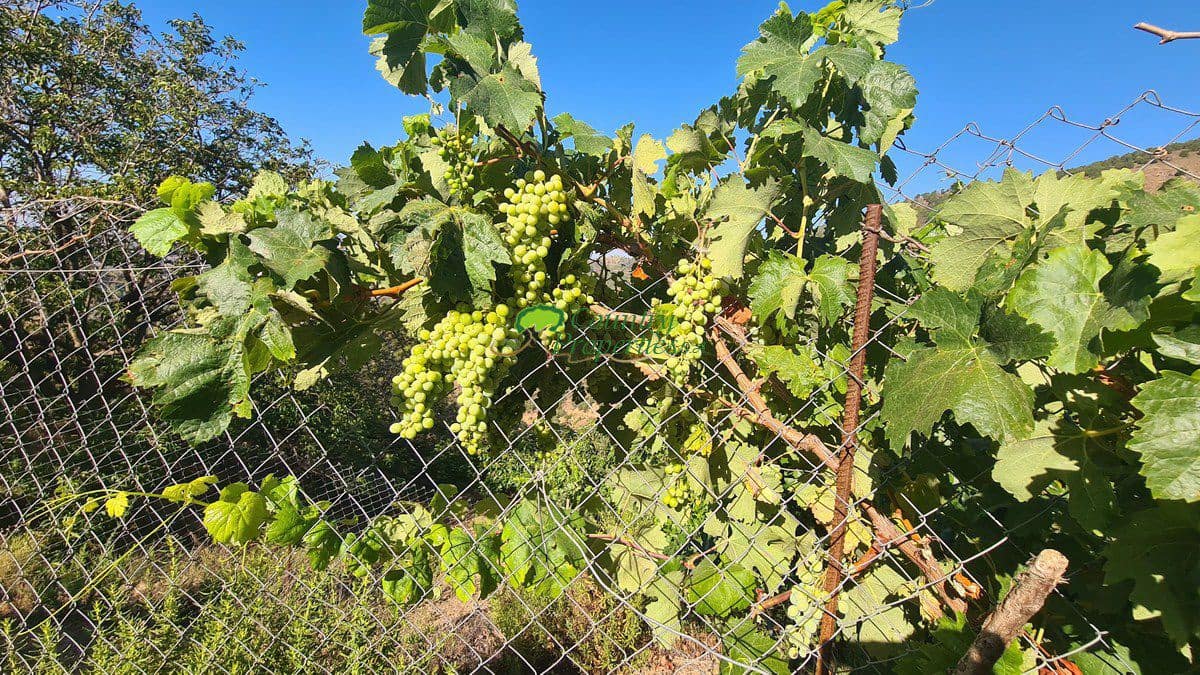 3 soveværelse Finca/Landehus til salg i Canillas de Albaida - € 286.000 (Ref: 8438401)