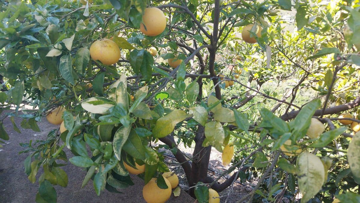 4 bedroom Finca/Country House for sale in Torrox with garage - € 599,000 (Ref: 9763531)