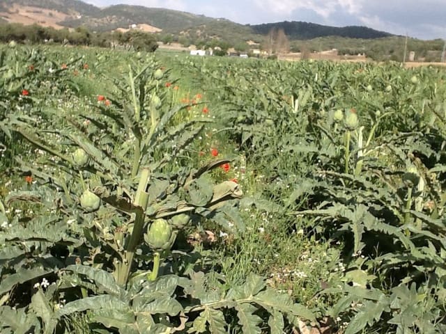 4 sypialnia Finka/Dom wiejski na sprzedaż w Alhama de Granada - 369 000 € (Ref: 9777745)