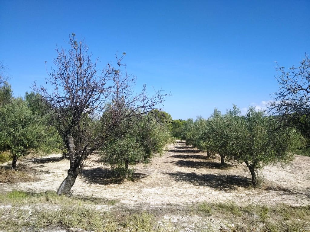 Finca/Landehus til salg i Ontinyent med garage - € 95.000 (Ref: 6151917)