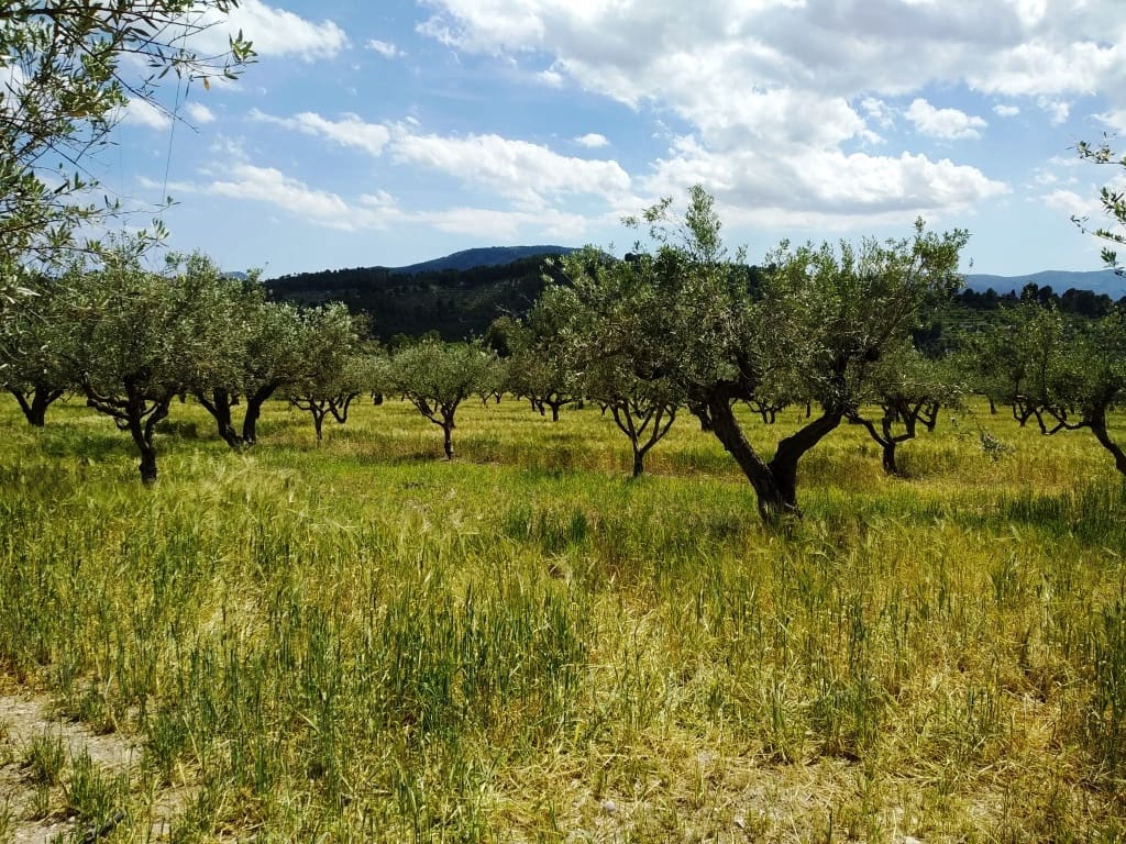 5 soveværelse Finca/Landehus til salg i Cocentaina med swimmingpool garage - € 399.000 (Ref: 6207263)