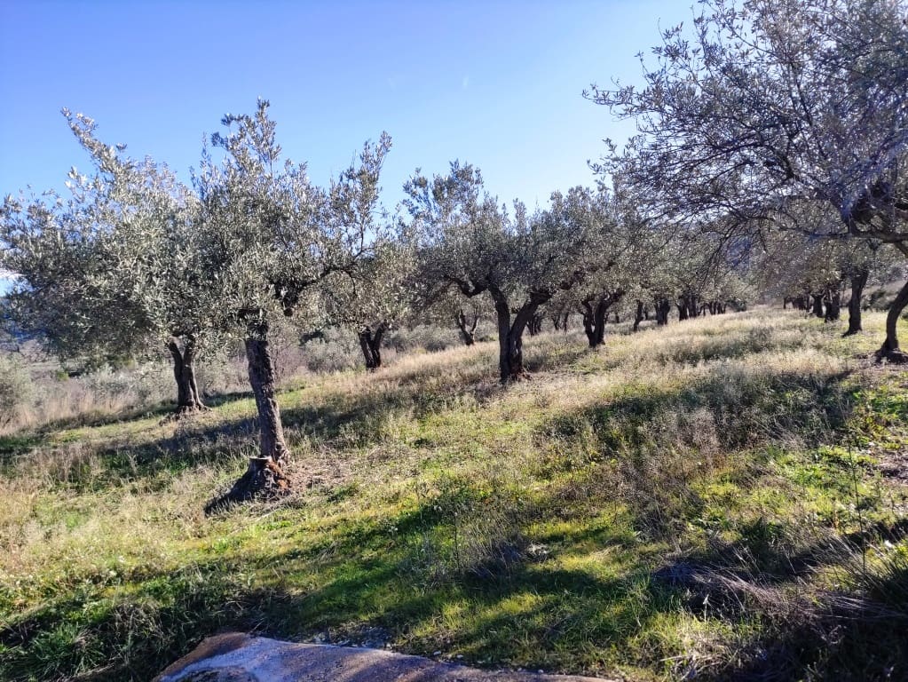 Finca/Casa Rural de 2 habitaciones en Benifallim en venta con garaje - 119.000 € (Ref: 6404285)