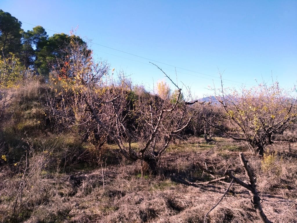 Byggegrund til salg i Benillup - € 35.000 (Ref: 6524149)