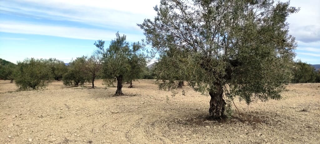 Ruin til salg i Penaguila - € 50.000 (Ref: 6718907)