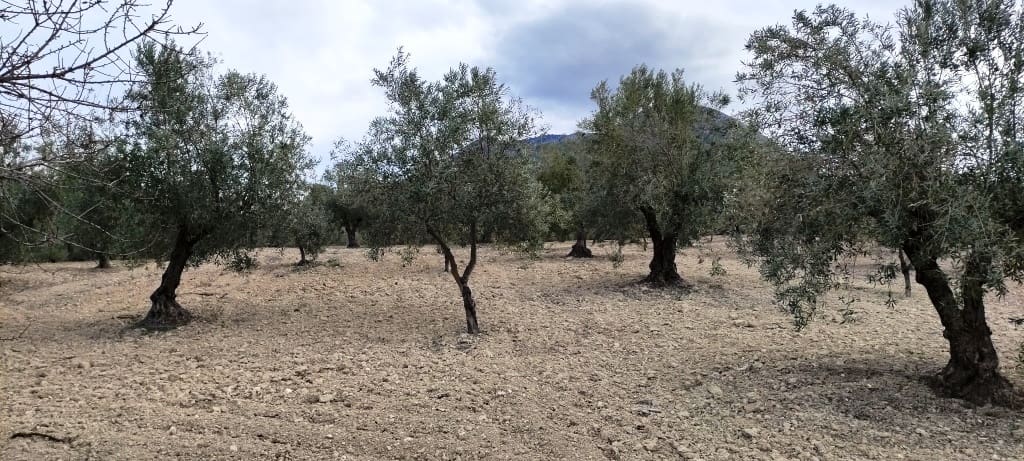 Ruin til salg i Penaguila - € 50.000 (Ref: 6718907)