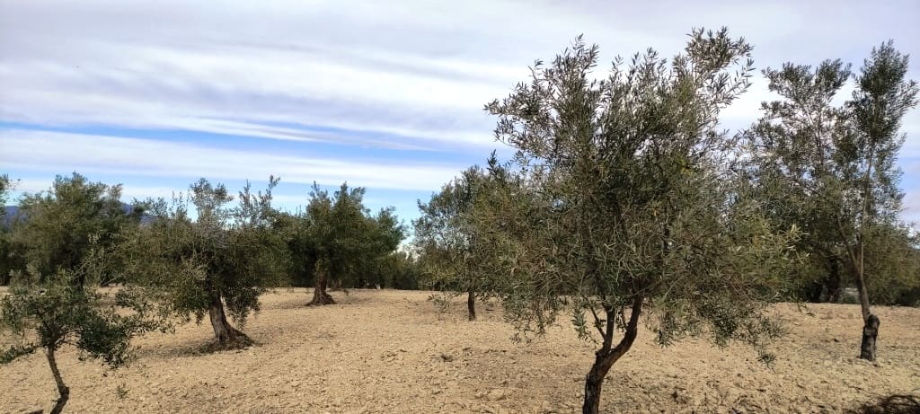 Ruin til salg i Penaguila - € 50.000 (Ref: 6718907)